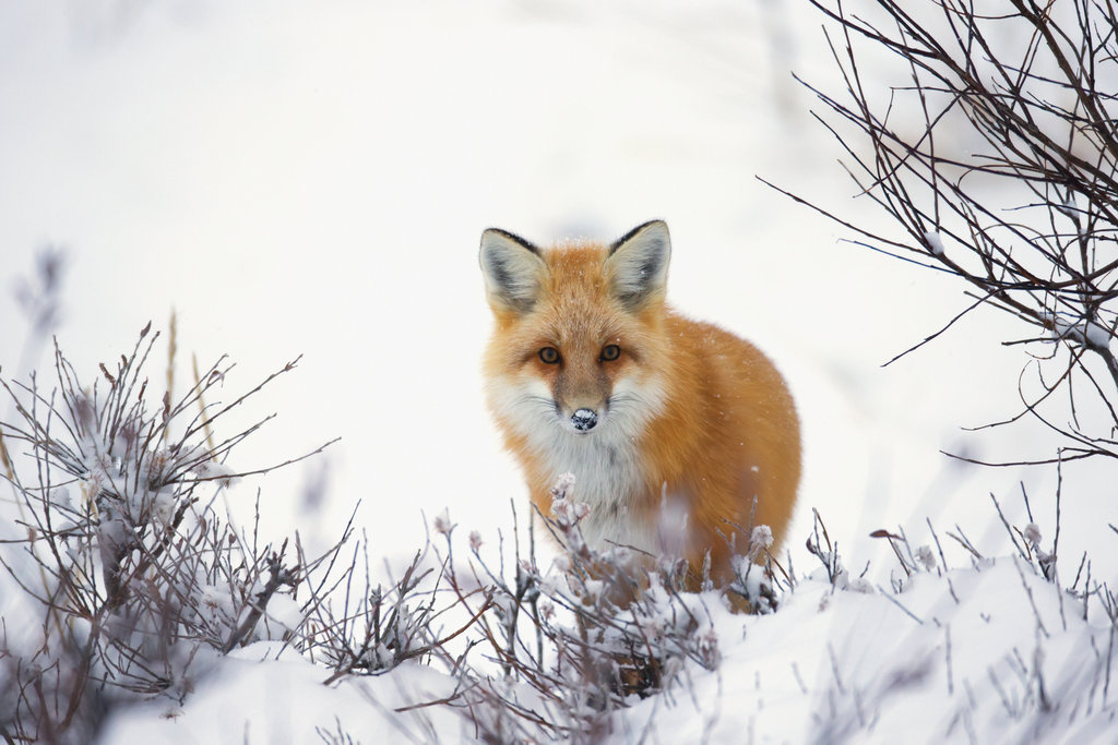 Fuchs mit dickem Winterfell in einer Schneelandschaft.